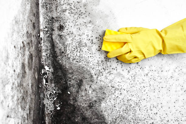 Best Mold Testing and Inspection Services in Cypress Quarters, FL