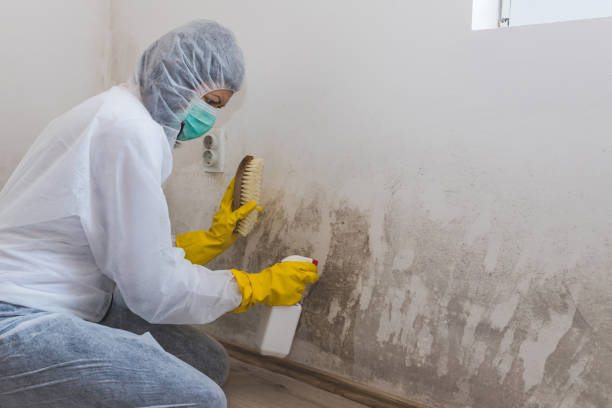 Best Crawl Space Mold Remediation in Cypress Quarters, FL