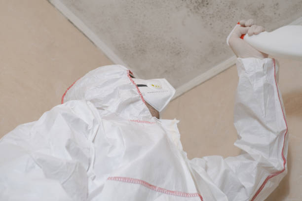 Best DIY Mold Remediation Support Services in Cypress Quarters, FL