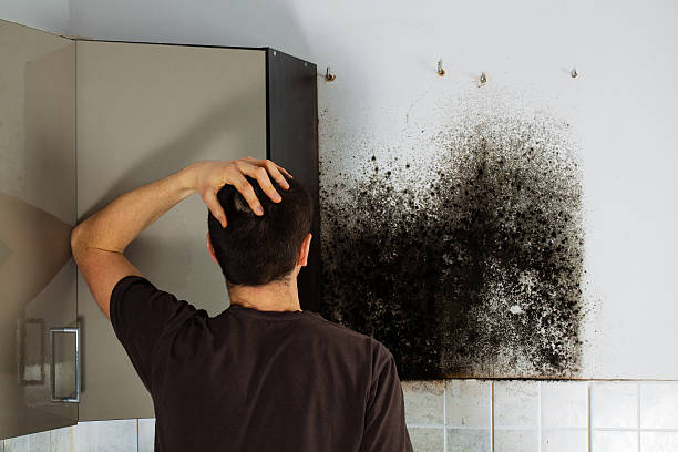 Best Black Mold Remediation in Cypress Quarters, FL