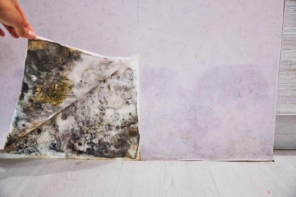 Cypress Quarters, FL Mold Remediation Company